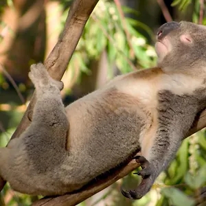 Backpackers - Note - Valid Passport Required To Check In Australie